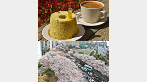 “남천동 빵집거리와 벚꽃길 매력”…부산 3월 관광명소