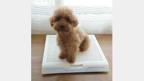 강아지 다이어트엔 ‘호두 스케일’이 딱!