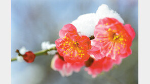 봄 시샘하듯… 홍매화 위에 하얀 눈꽃