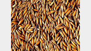 ‘슈퍼푸드’ 아마씨드 중금속 ‘카드뮴’ 검출…과다섭취 주의