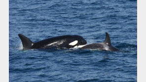 [500자 경제]우리 바다에도 ‘윌리’ 살지도…범고래 母子 동해서 발견