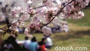 서울 벚꽃 명소 호텔은 어디?…호텔스컴바인 4곳 추천
