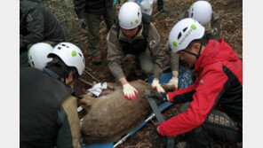 속리산서 ‘대만꽃사슴’ 포획…고유 생태계 보호 위해 