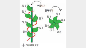 [신문과 놀자!/눈이 커지는 수학]활짝 핀 봄꽃에 수학이 숨어있다?