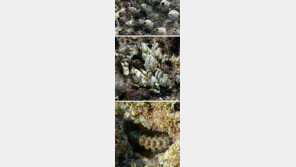 독도는 해양무척추동물의 ‘천국’