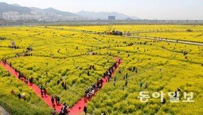 샛노란 유채꽃의 아찔한 유혹