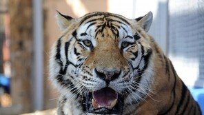 중국에 ‘백두산 호랑이 국가공원’ 생긴다…서울 면적 25배 크기 