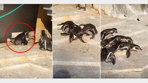 [영상] 바람 피우다가 딱걸린 수컷 펭귄, 처가 식구들이 응징?