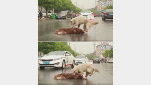 [영상] ‘친구야 일어나’ 사고당한 개 흔들며 울부짖는 백구