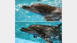 서울대공원 돌고래 2마리 ‘20년만의 귀향’