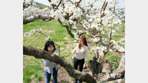 100년 넘은 배나무에 꽃이 활짝