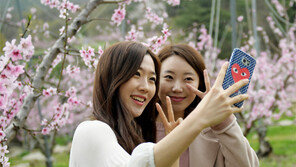 복사꽃 배경으로 찰칵