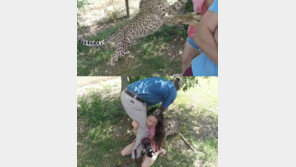 [영상]치타에게 공격당하는 女학생…“갑자기 뛰어올라 목 공격”