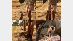 [영상]어미잃은 새끼 캥거루, 배갯잇 주머니에 ‘쏙’…온라인서 화제