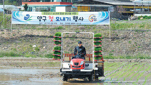 양구 첫 모내기