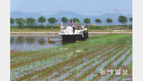 부산 첫 모내기