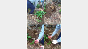 “삽으로, 때리고 묻고”…고양이 생매장한 경비원 ‘충격’