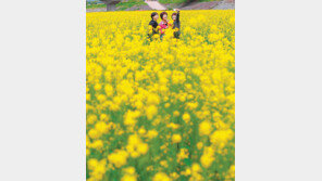 유채꽃 배경으로 찰칵