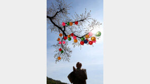 [부처님오신날]더 높이, 더 멀리 세상을 비추소서 