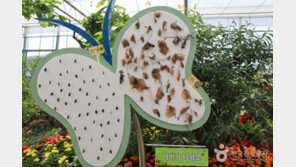 [엄마·아빠 어디가] 함평나비축제