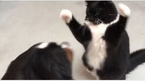 [영상]강아지에게 권투 동작 취하는 고양이…승자는?