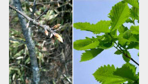 더워진 한반도… 신갈나무 첫잎 돋는 시기 6년새 8일 빨라져