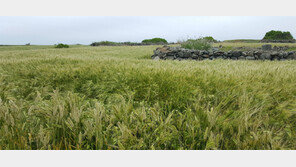 청보리밭 사잇길로… 가파도, 날 오라하네