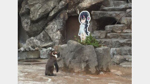 ‘미소녀’ 캐릭터에 홀딱… 늙은 수컷 펭귄, 밥도 외면?