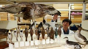 숨진 동물에 새 생명 불어넣는 ‘신의 손’