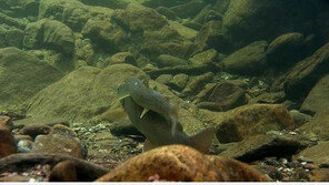 멸종위기 ‘열목어’ 구애 행동, 오대산-태백산 계곡서 카메라에 포착