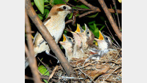 남산공원서 소형 맹금류 ‘때까치’ 번식 확인