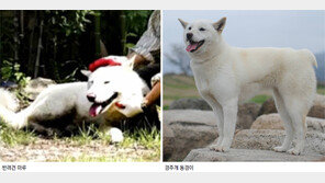 [단독]‘퍼스트도그’는 풍산개 마루? 경주개 동경이?