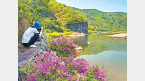 청량산 자락 퇴계오솔길 수놓은 수달래