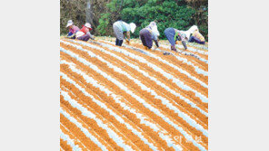 고창 황토밭 감자 모종 심는 풍경