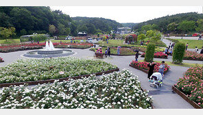 장미향에 취하고, 고래 군무에 넋 잃고… 5월, 울산은 축제 중