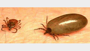 야외활동의 계절… ‘살인 진드기’ 조심!