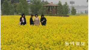 한강변은 유채꽃 세상