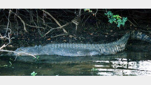 “예수처럼 물 위 걷는 기적 보이겠다”던 목사, ‘악어 밥’ 비운