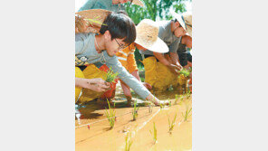 입 앙다물고… 모 심는 초등학생들