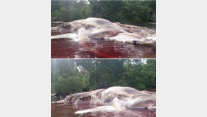 붉게 변한 바다, 악취 진동…해변에 밀려온 길이 15m 괴생물체 정체는?