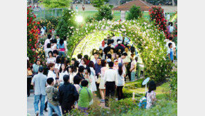 조선대 ‘장미축제’ 19일부터 열린다