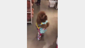 사람처럼 ‘두 발’로 걷는 강아지에 술렁…“귀여워” VS “동물학대”