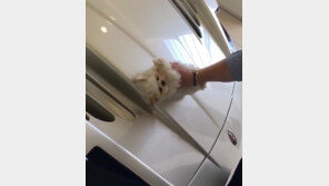강아지를 슈퍼카 닦는 걸레로?…英 ‘금수저’ SNS 영상 논란