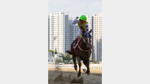 ‘코리안더비’ 징크스? 메니피 자마가 또 해냈다