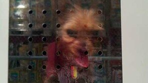 한여름 40도 찜통 ‘마트 애완동물보관함’, 최선입니까?