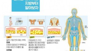 [한컷뉴스] 살이 찌면 배부터 나오는 이유
