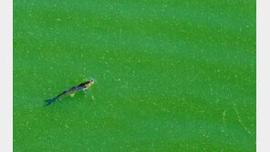 文대통령 ‘4대강 정상화 작업’ 지시긍정반응, “잘한다…4대강은 최악의 자연재해”