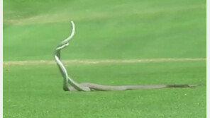 [영상]골프장에 나타난 ‘가장 치명적인 독사’ 2마리, 짝짓기 놓고 ‘혈투’