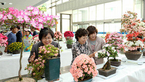 “충주로 ‘철쭉 분재 전시회’ 보러 오세요”