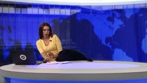 생방송 뉴스 스튜디오에 반려견 난입…女 앵커, 어떡해?